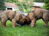 images/T-Wurf/T-Wurf Wo 10/3S8A3157-Bearbeitet_Web.jpg